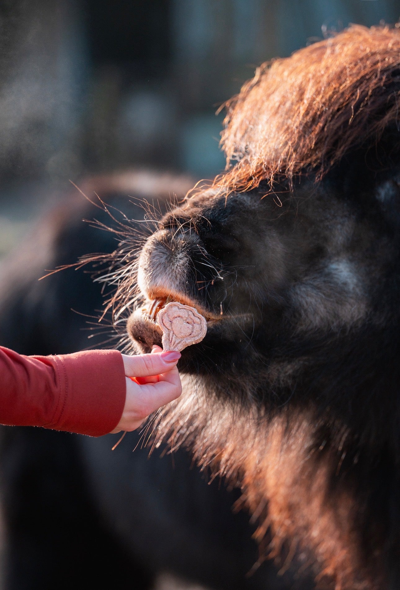 TheHorseTea™ - Valentijn tea biscuits