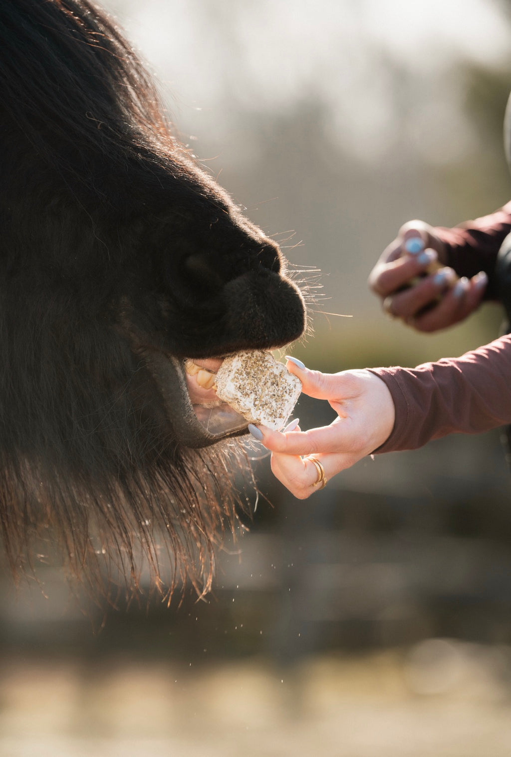 HealTea™ - Herbal Biscuits