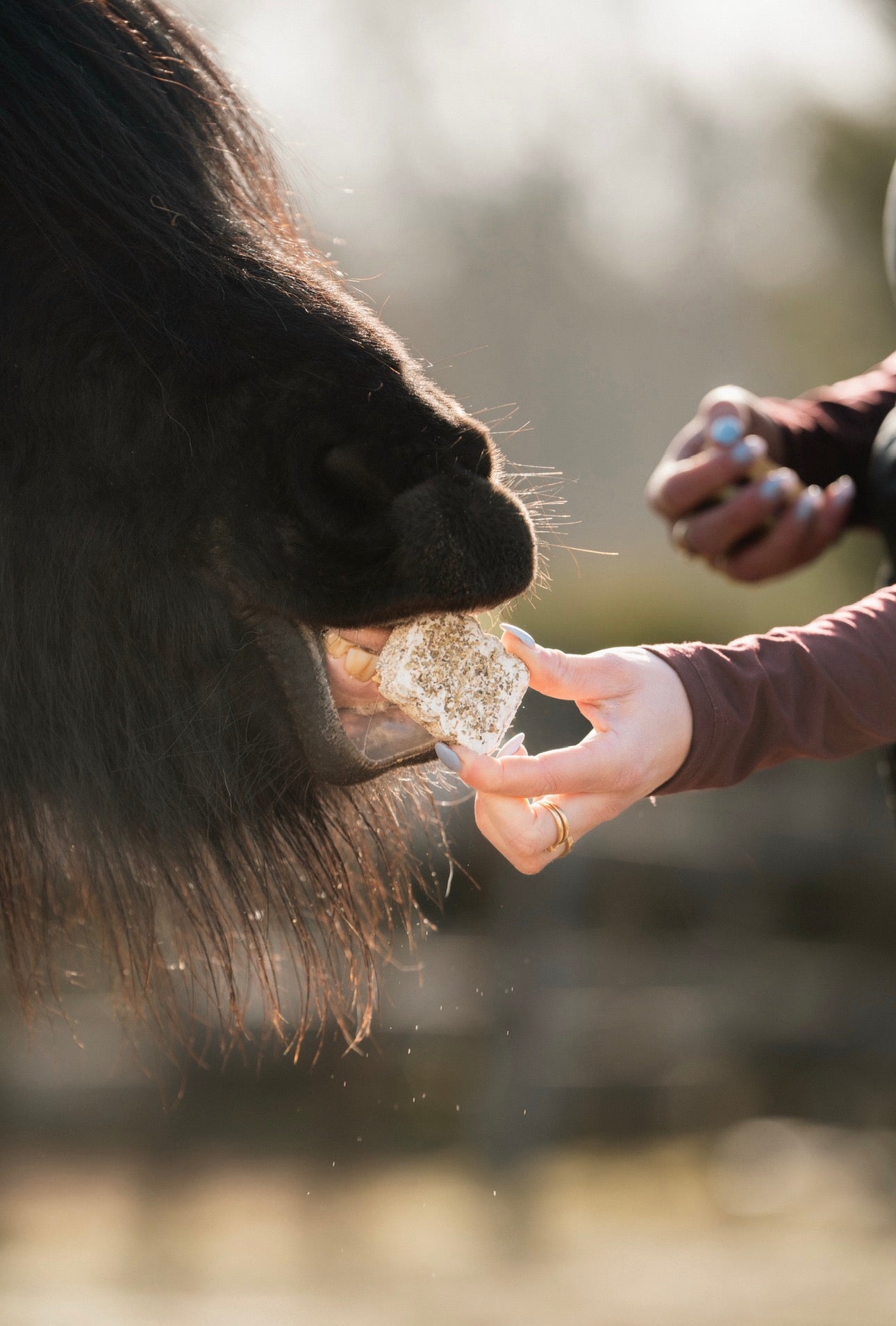 HealTea™ - Herbal Biscuits